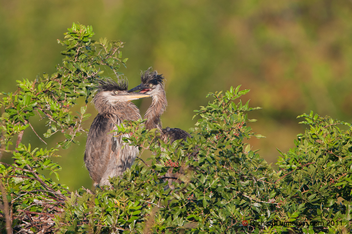 GREAT BLUE HERON