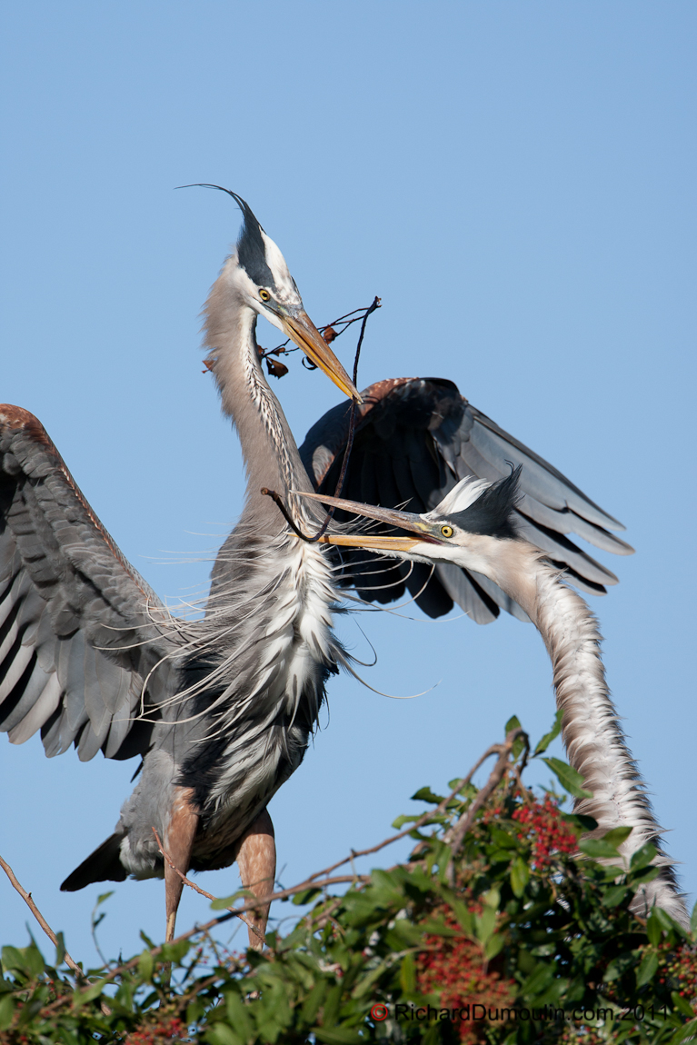 GREAT BLUE HERON