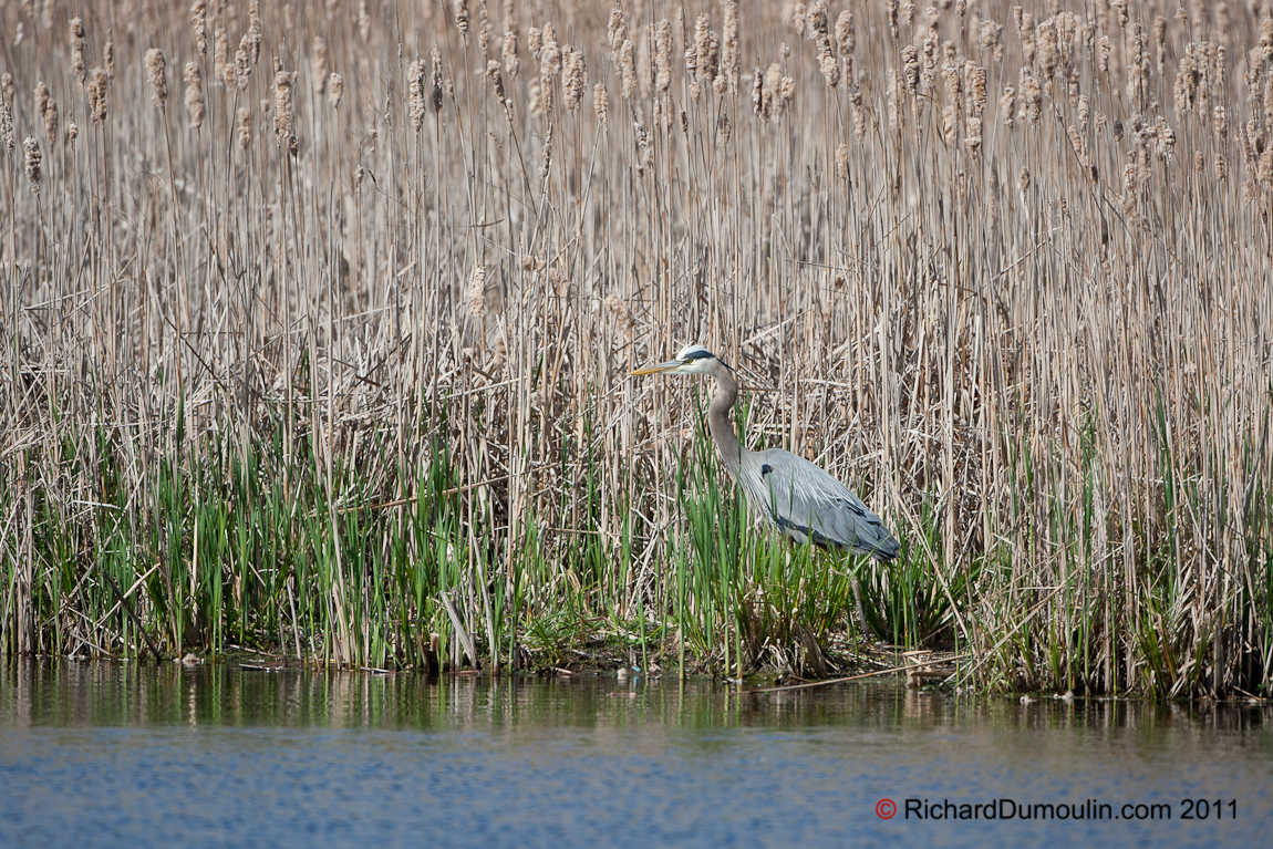 GREAT BLUE HERON