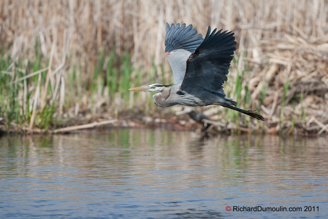 GREAT BLUE HERON