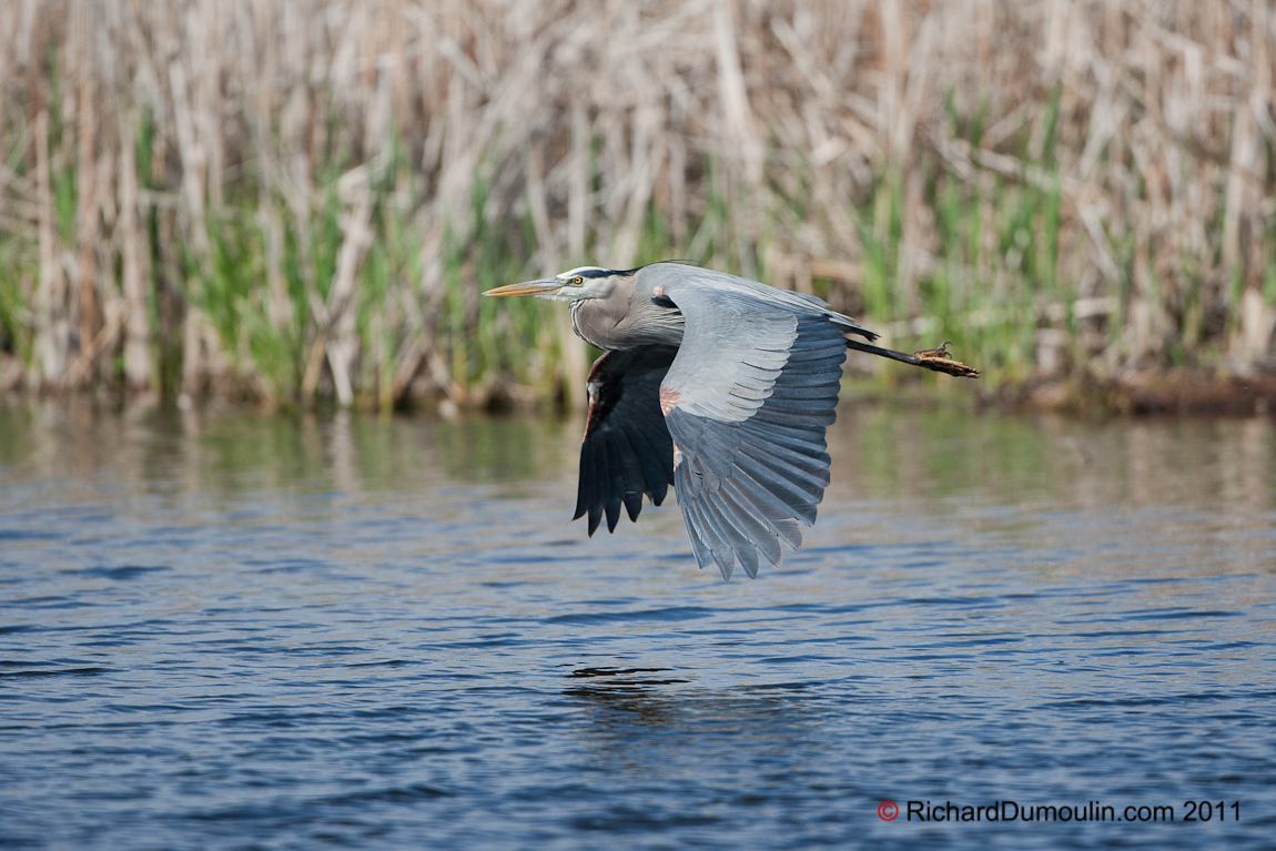 GREAT BLUE HERON