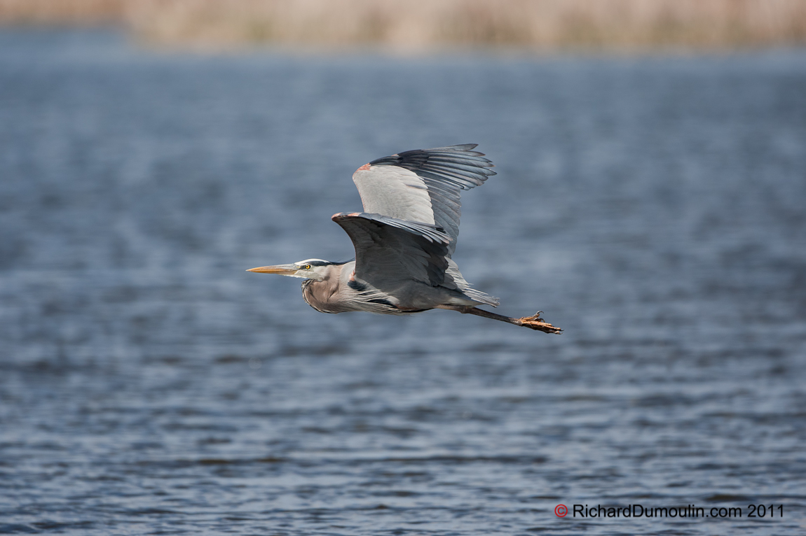 GREAT BLUE HERON