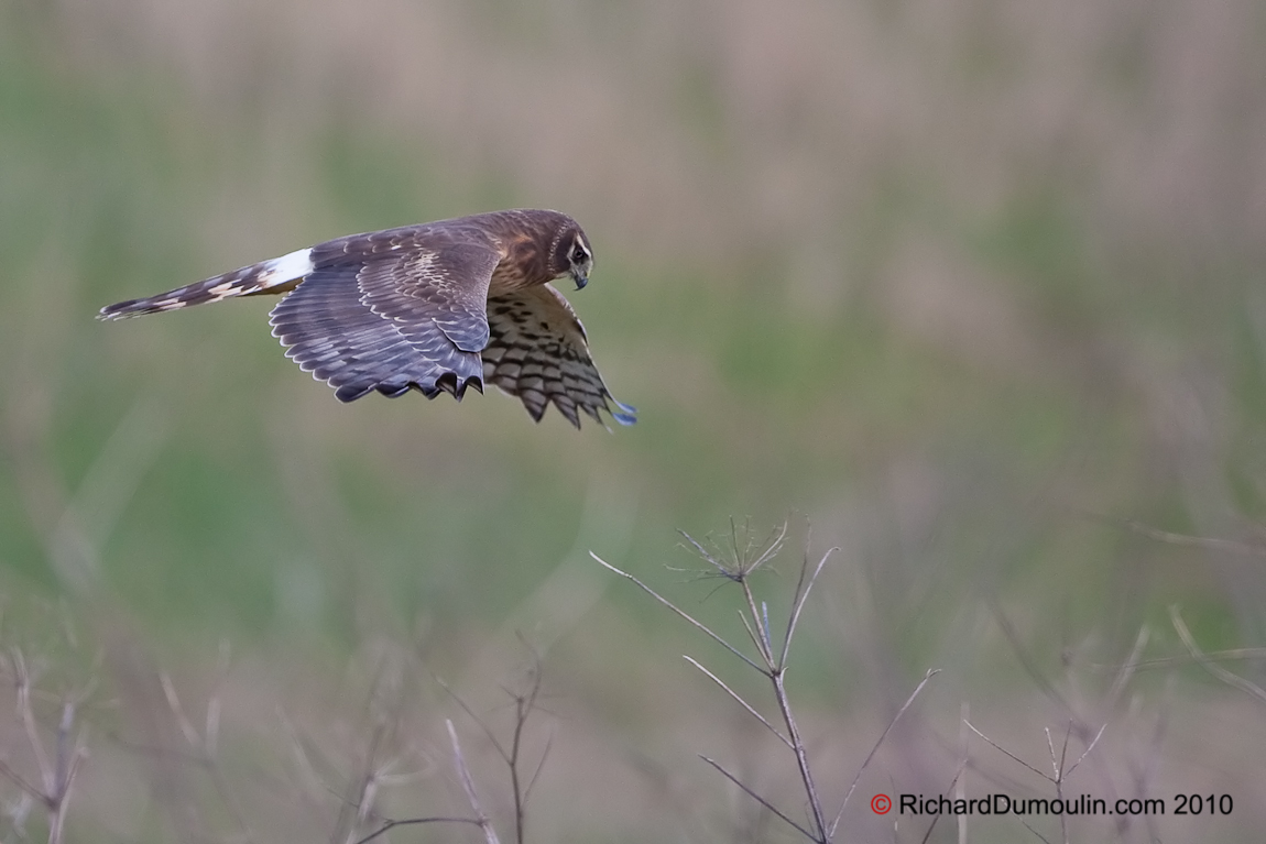 NORTHERN HARRIER MIRABEL QUEBEC CANADA 1470