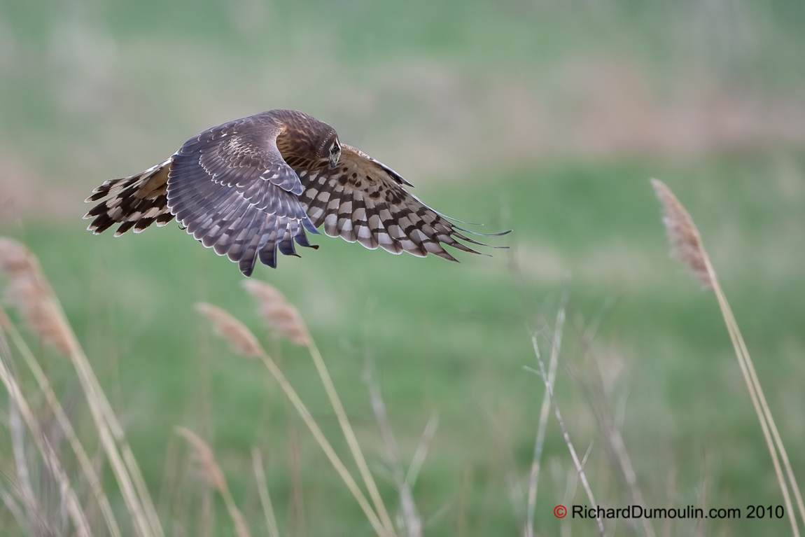 NORTHERN HARRIER MIRABEL QUEBEC CANADA 1474