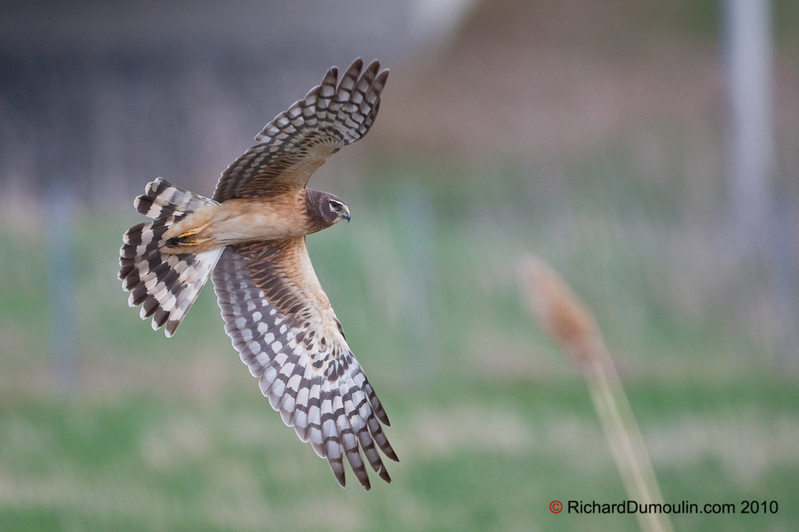 NORTHERN HARRIER MIRABEL QUEBEC CANADA  1476