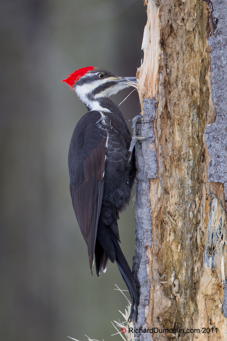 PILEATED WOODPECKER