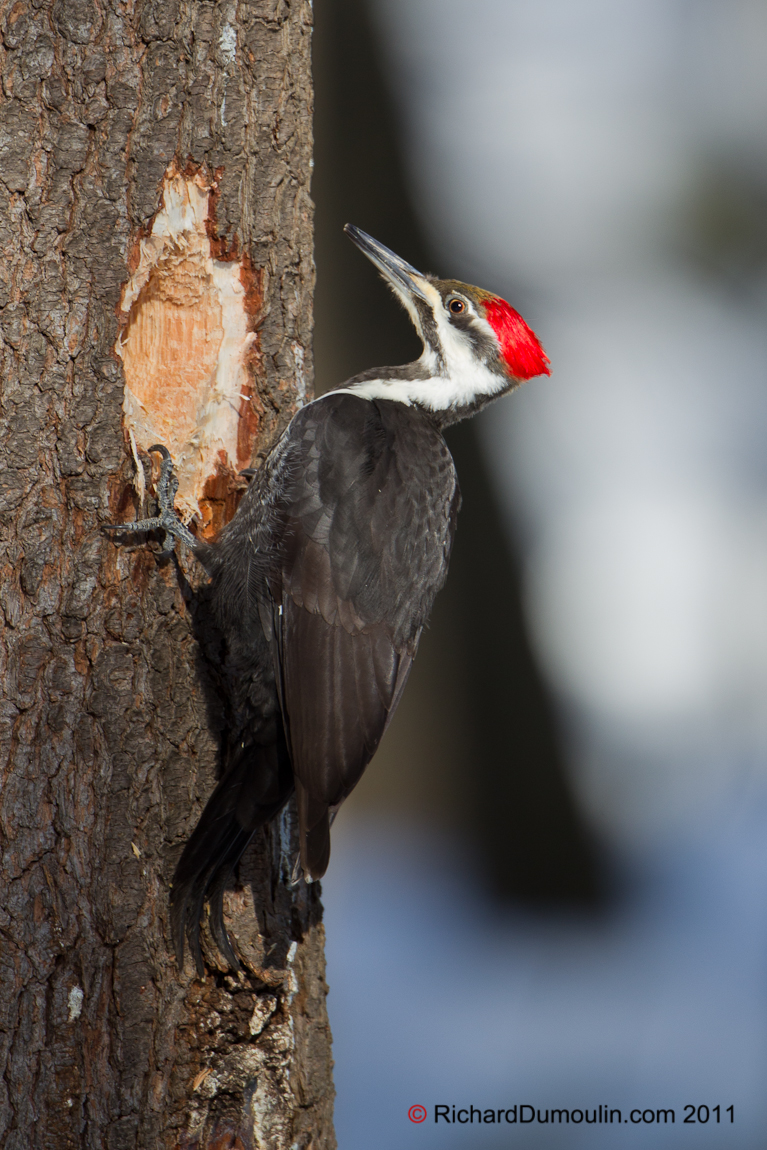 PILEATED WOODPECKER