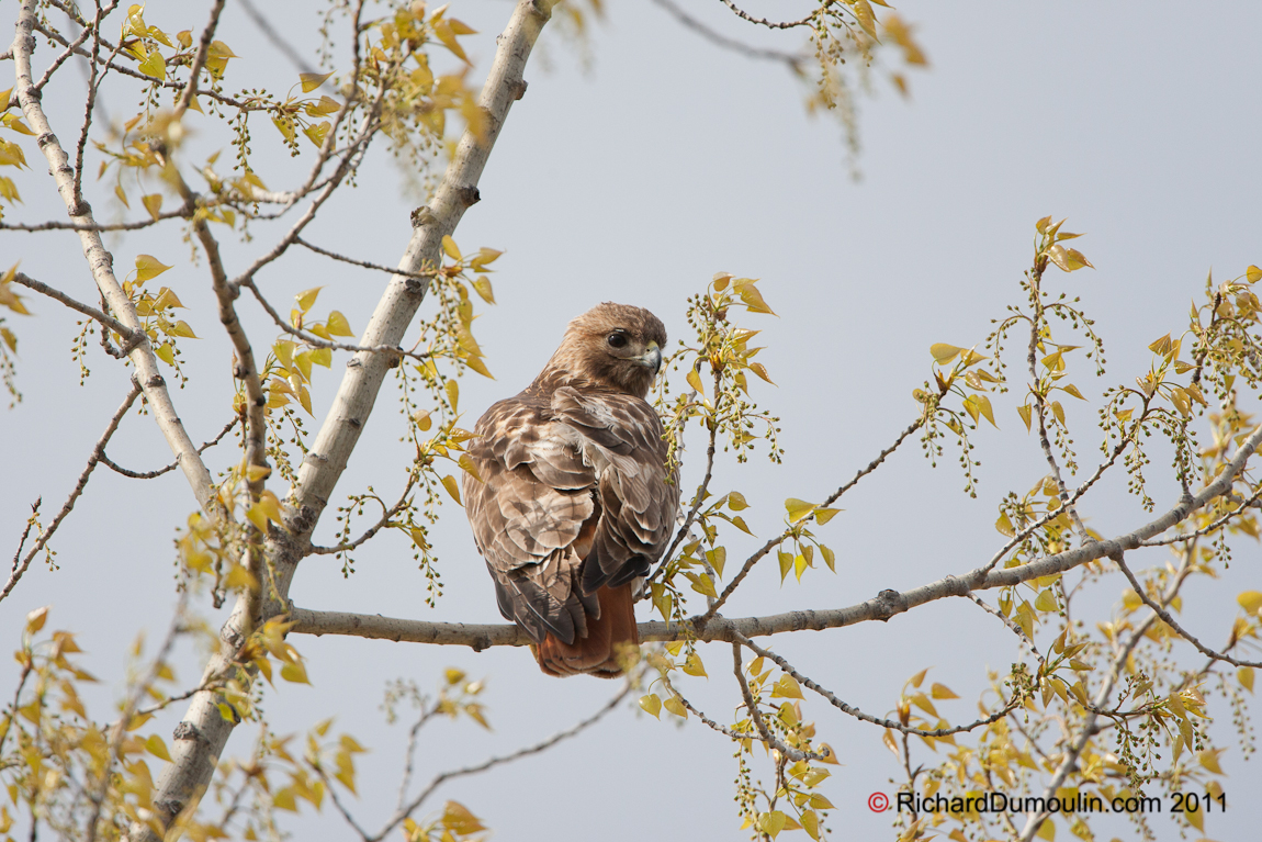 RED-TAILED HAWK