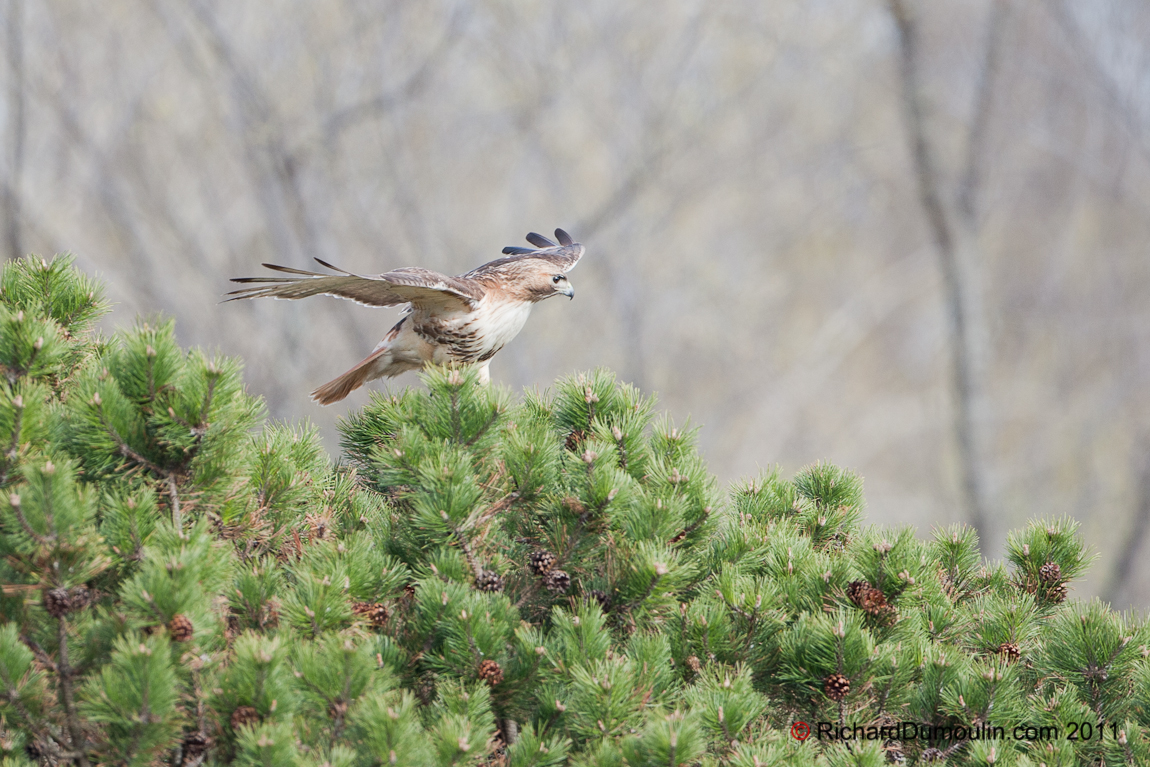 RED-TAILED HAWK