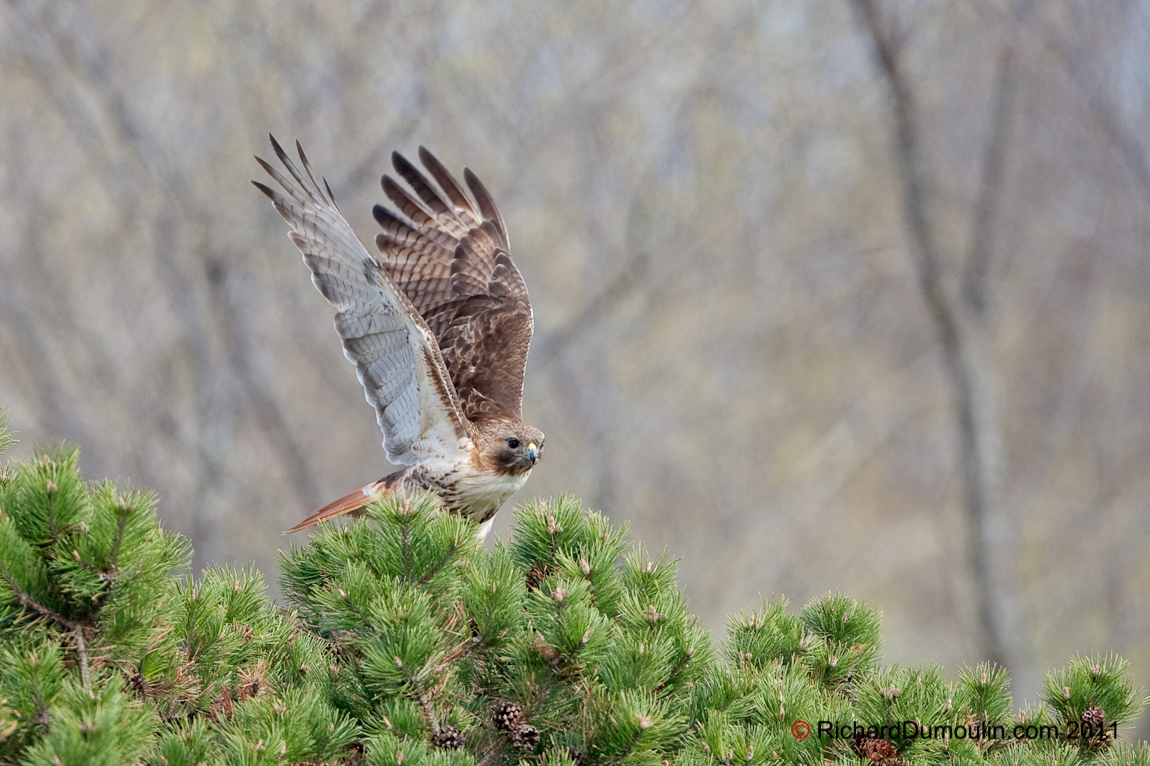 RED-TAILED HAWK