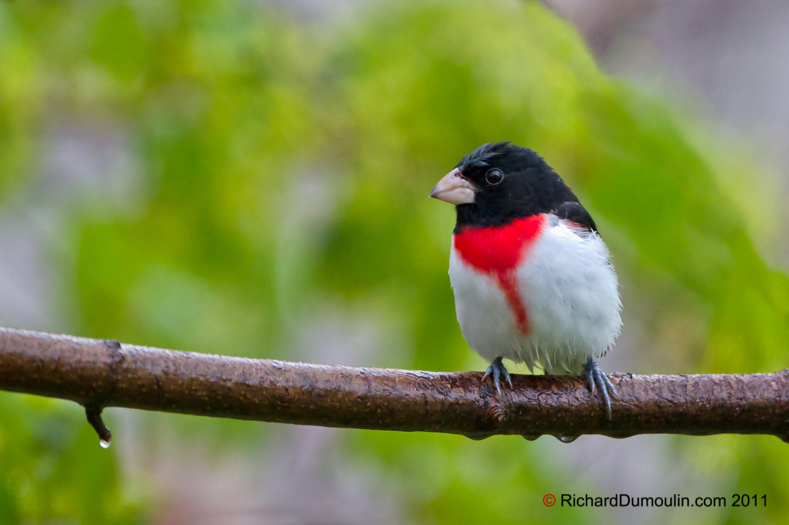 ROSE-BREASTED GROSBEAK