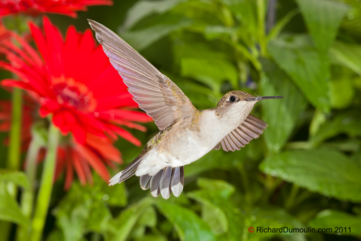 COLIBRI A GORGE RUBIS