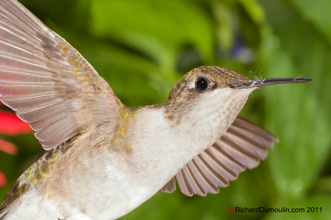 COLIBRI A GORGE RUBIS