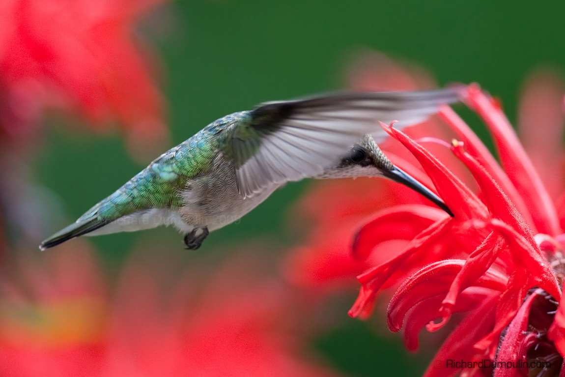 COLIBRI A GORGE RUBIS