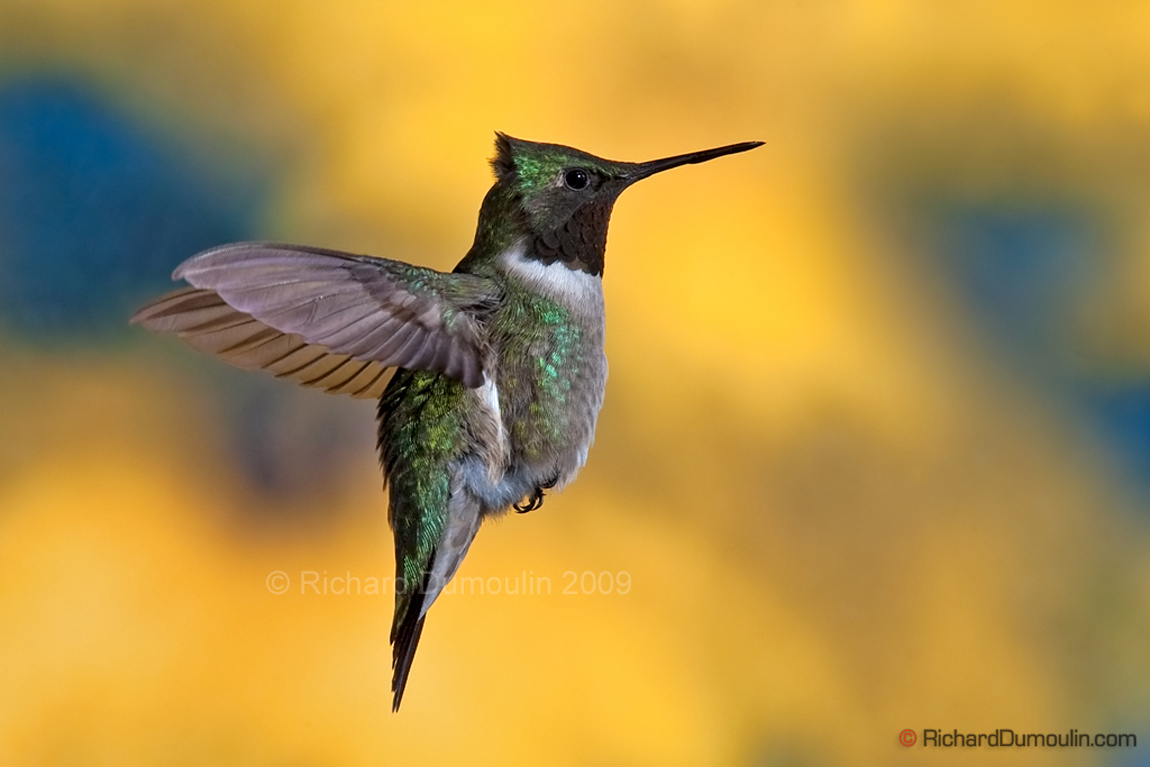 COLIBRI A GORGE RUBIS