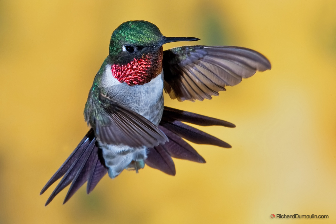 COLIBRI A GORGE RUBIS