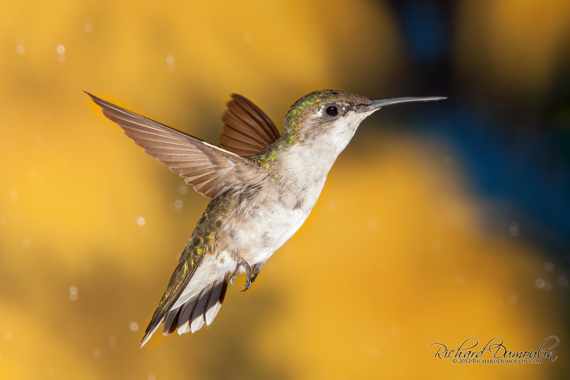 COLIBRI A GORGE RUBIS