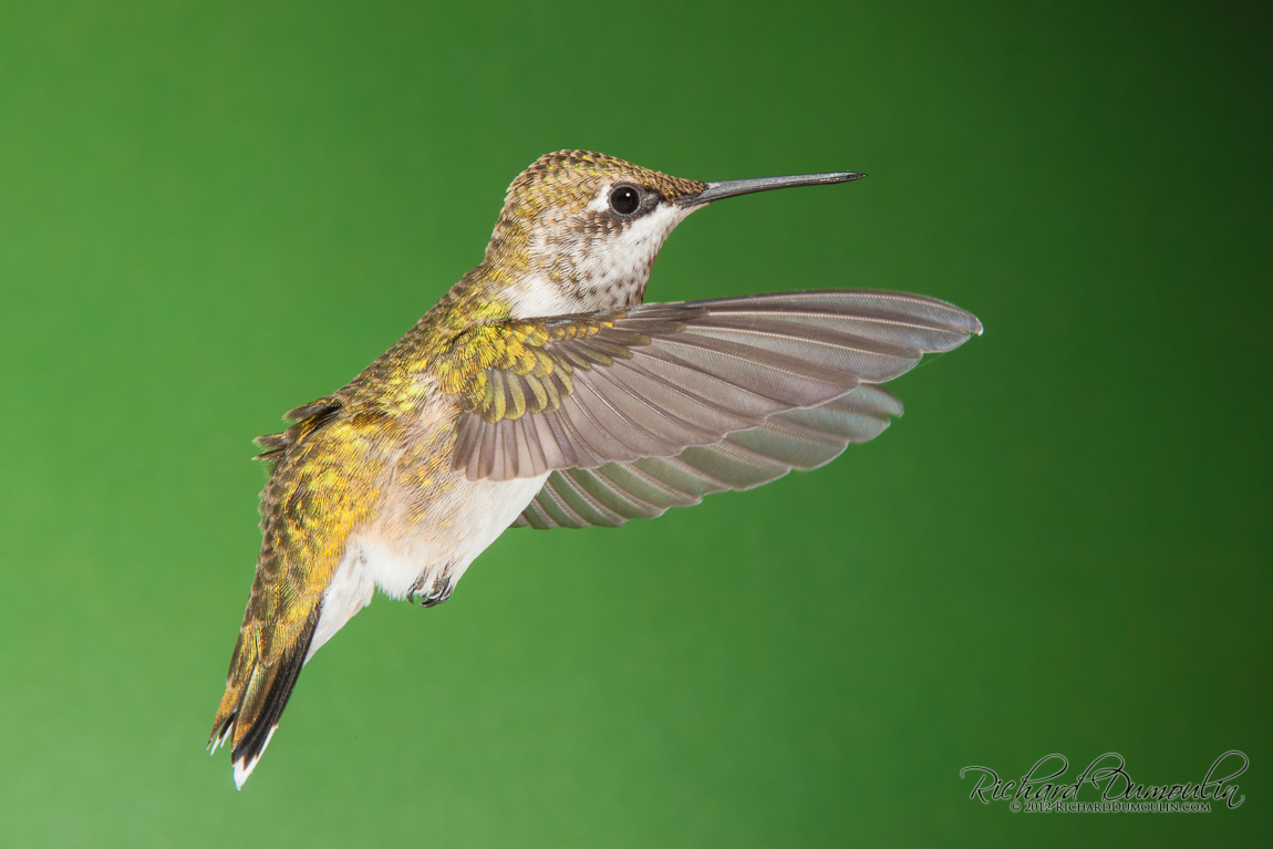 RUBY-THROATED HUMMINGBIRD