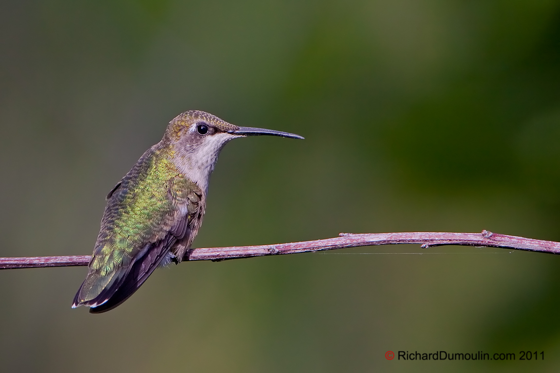 COLIBRI A GORGE RUBIS