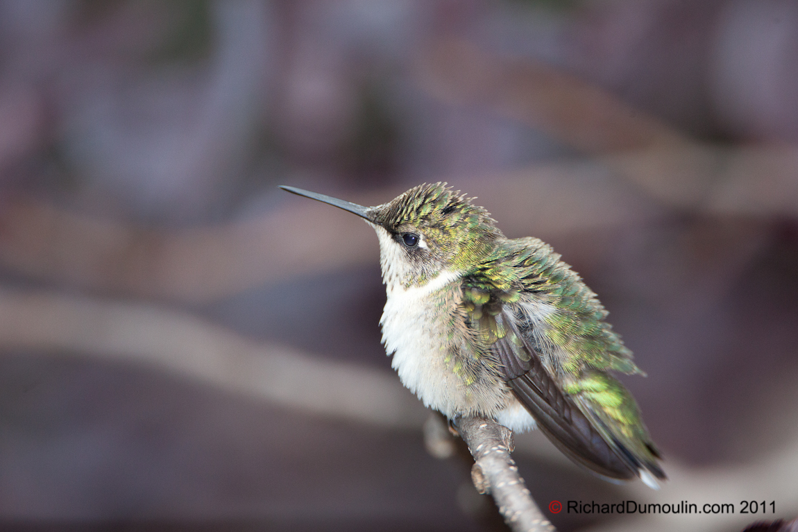 COLIBRI A GORGE RUBIS