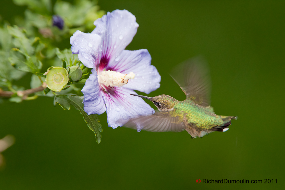 COLIBRI A GORGE RUBIS