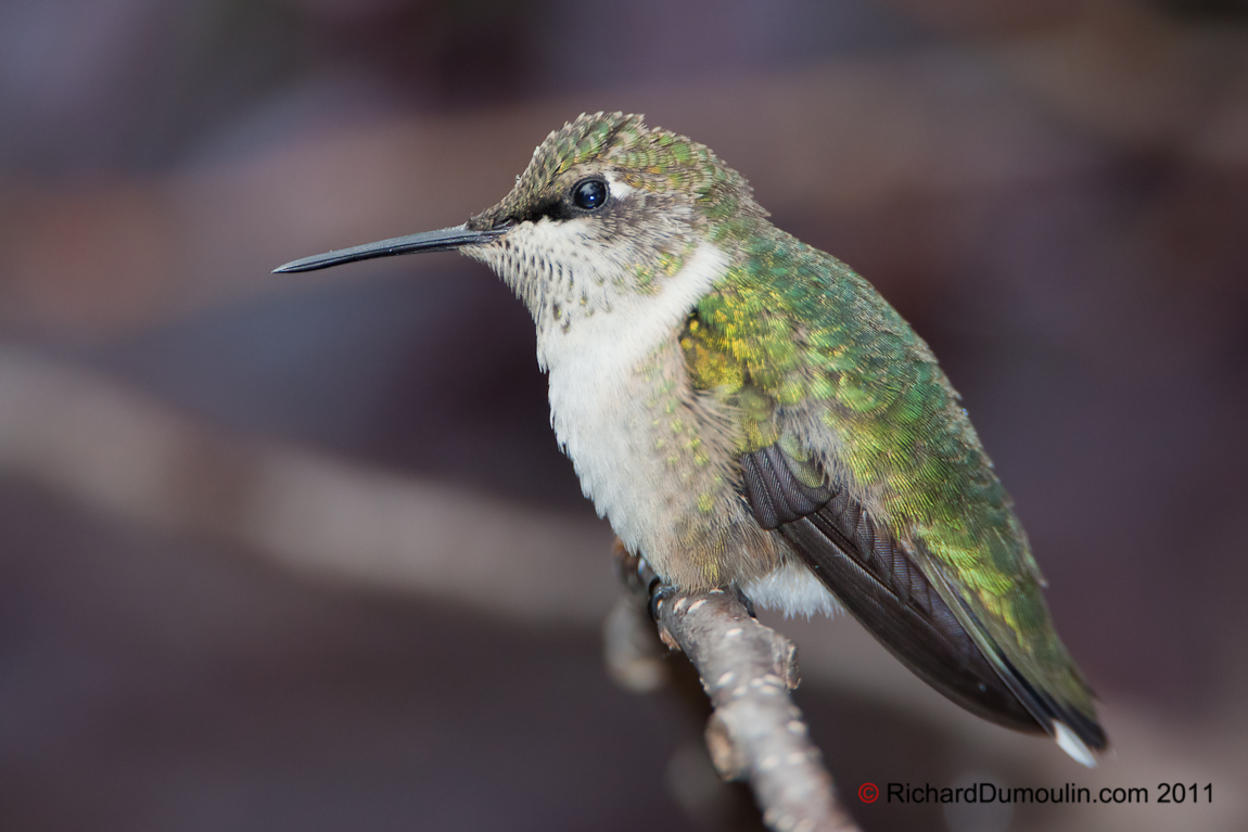 COLIBRI A GORGE RUBIS