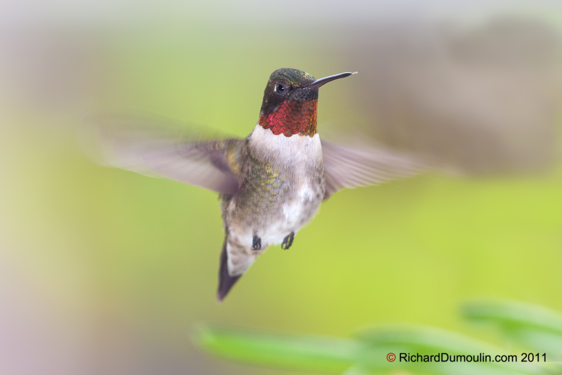 COLIBRI A GORGE RUBIS