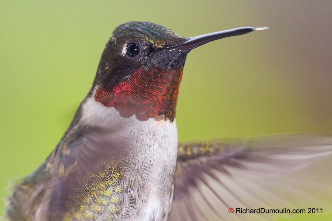 COLIBRI A GORGE RUBIS