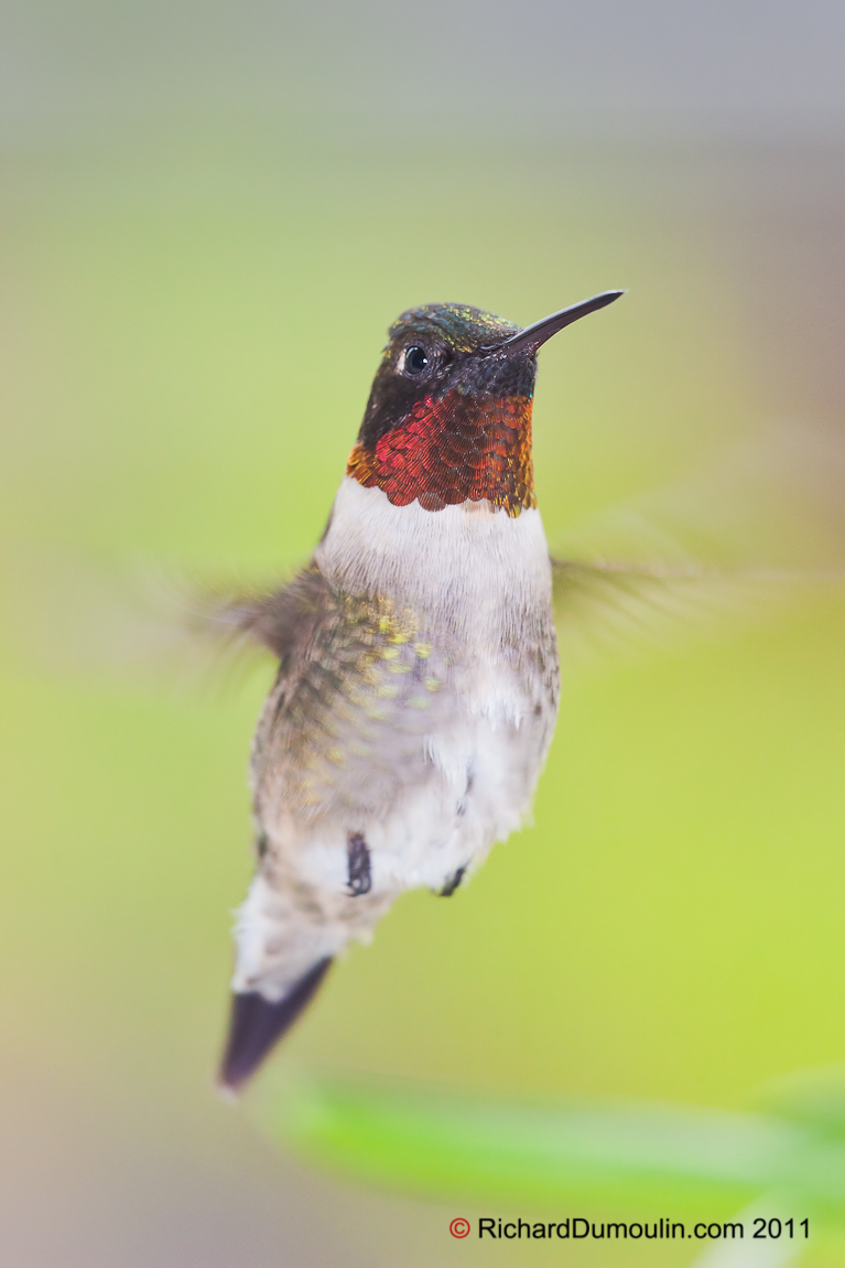 COLIBRI A GORGE RUBIS