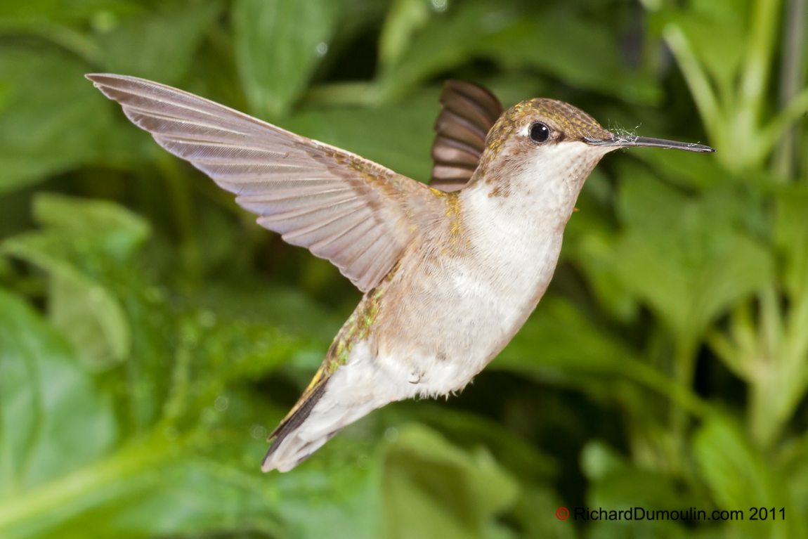 COLIBRI A GORGE RUBIS