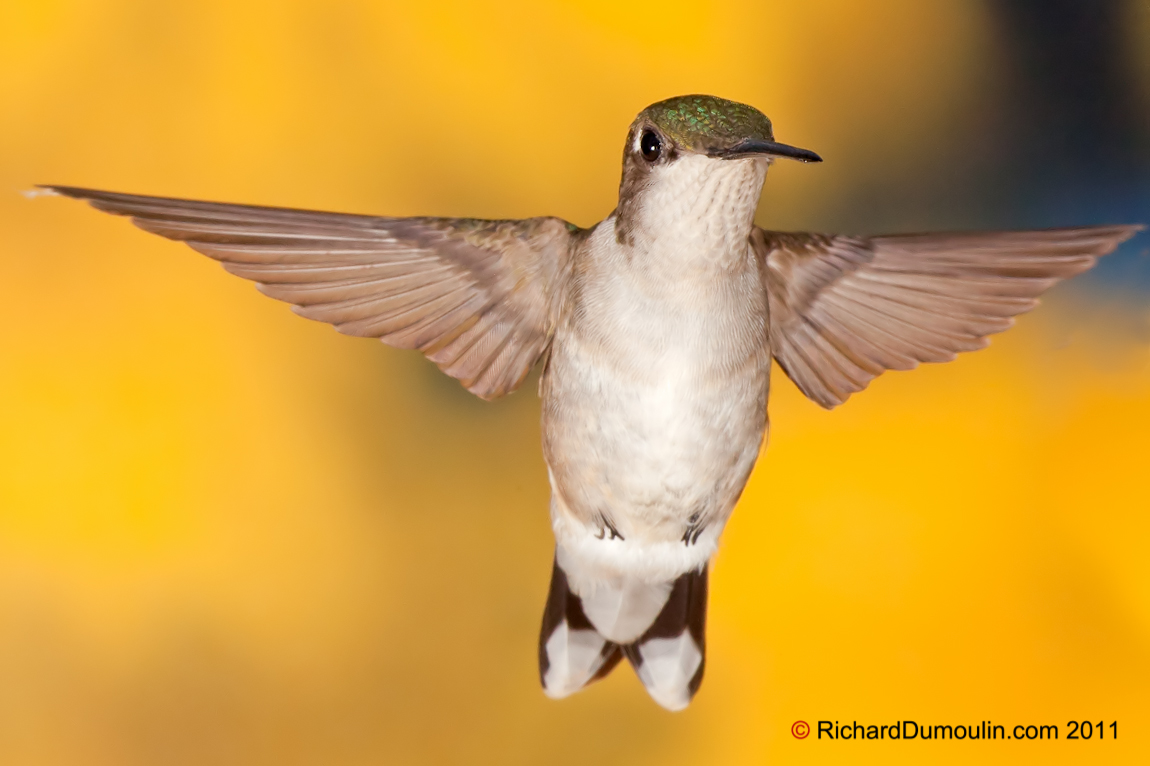 RUBY-THROATED HUMMINGBIRD