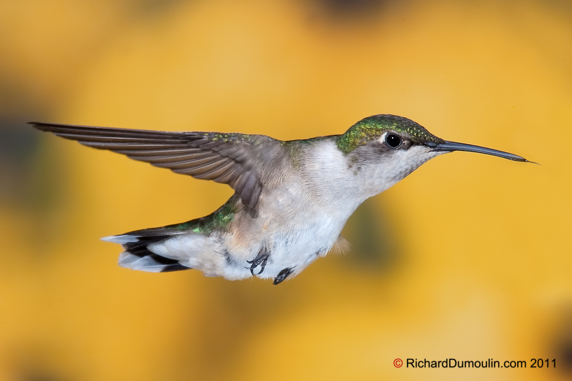 RUBY-THROATED HUMMINGBIRD