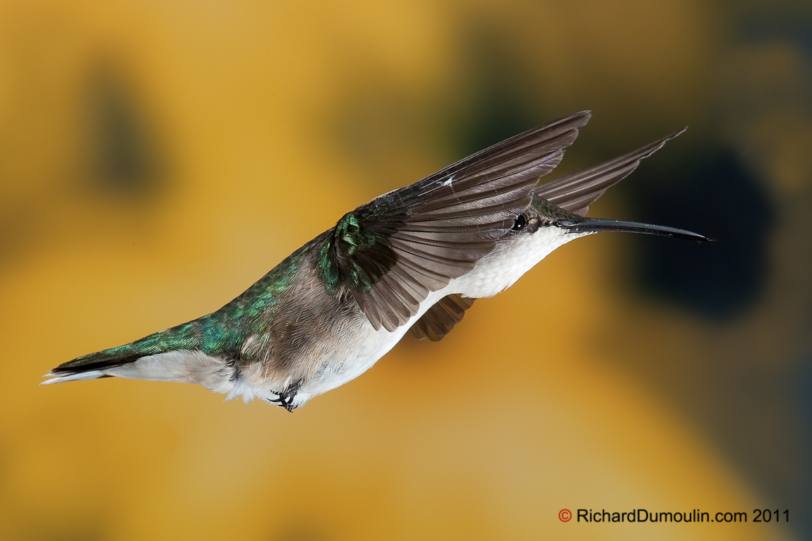 RUBY-THROATED HUMMINGBIRD