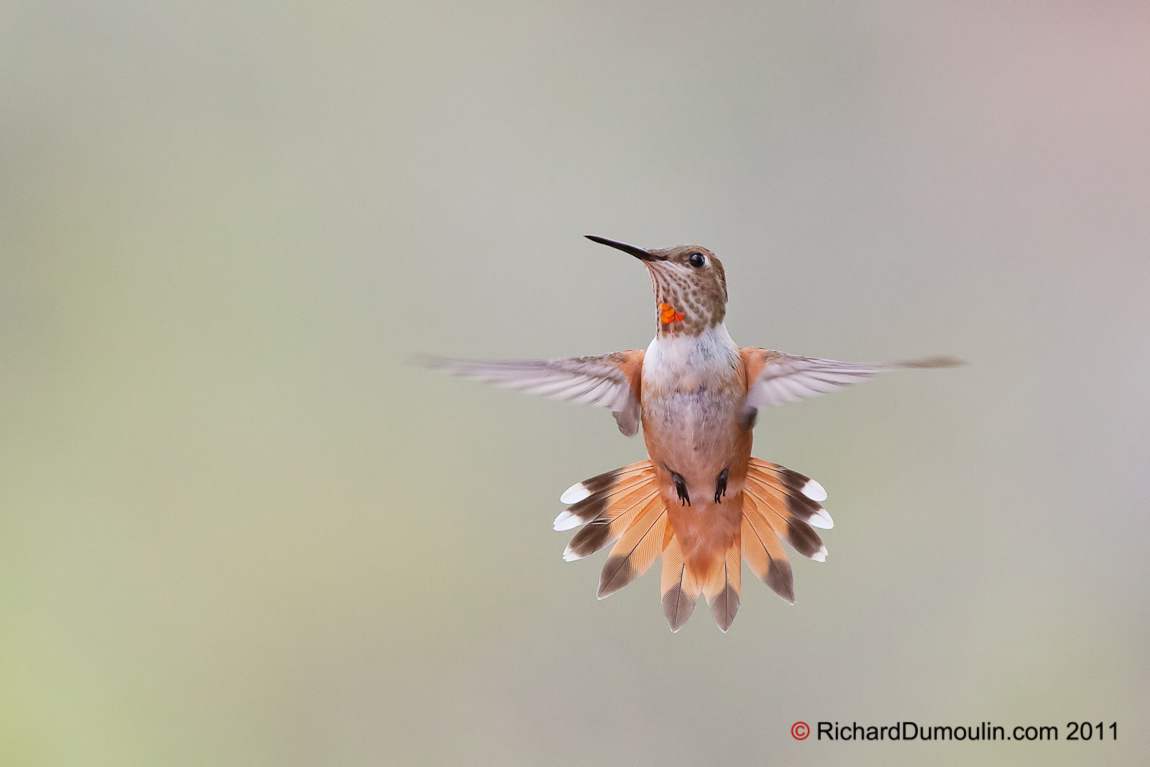 RUFOUS HUMMINGBIRD