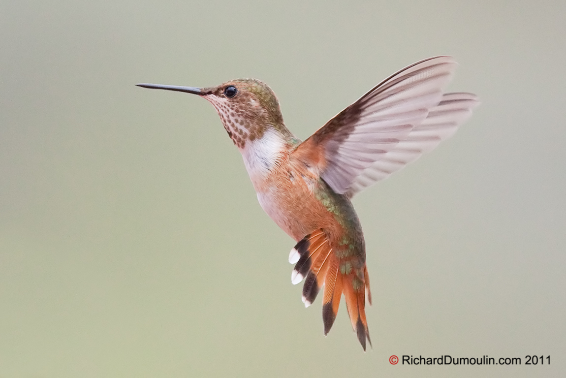 RUFOUS HUMMINGBIRD