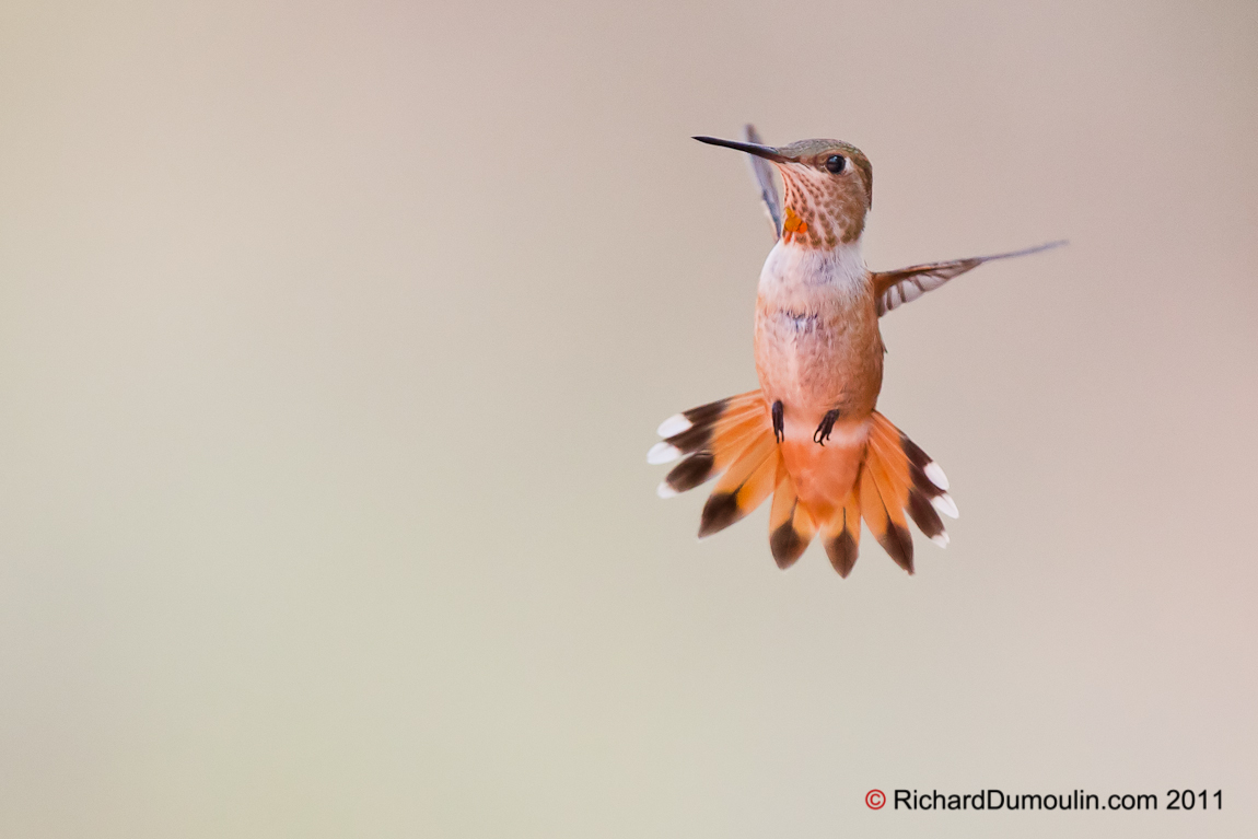 RUFOUS HUMMINGBIRD