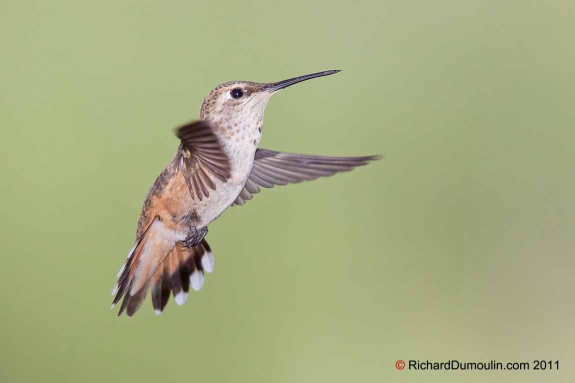 RUFOUS HUMMINGBIRD