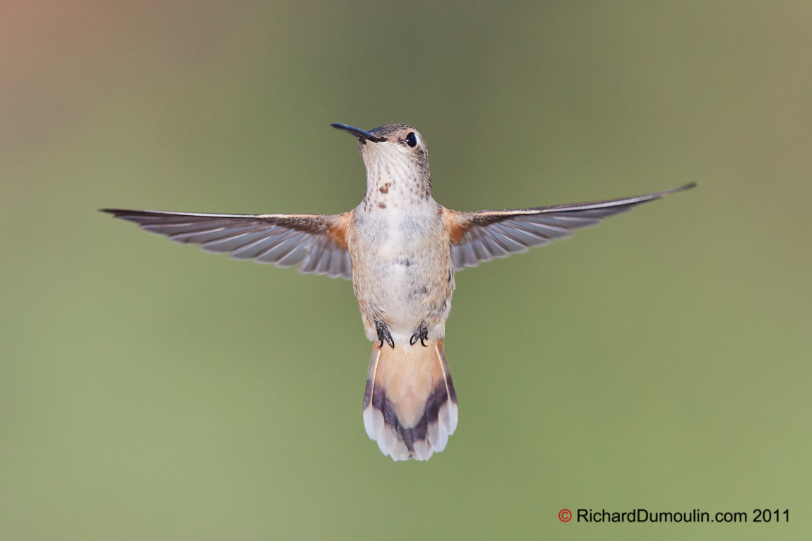 RUFOUS HUMMINGBIRD