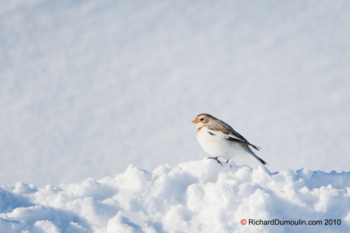 SNOW BUNTING