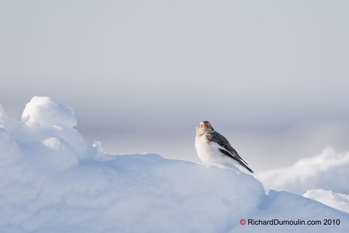 SNOW BUNTING