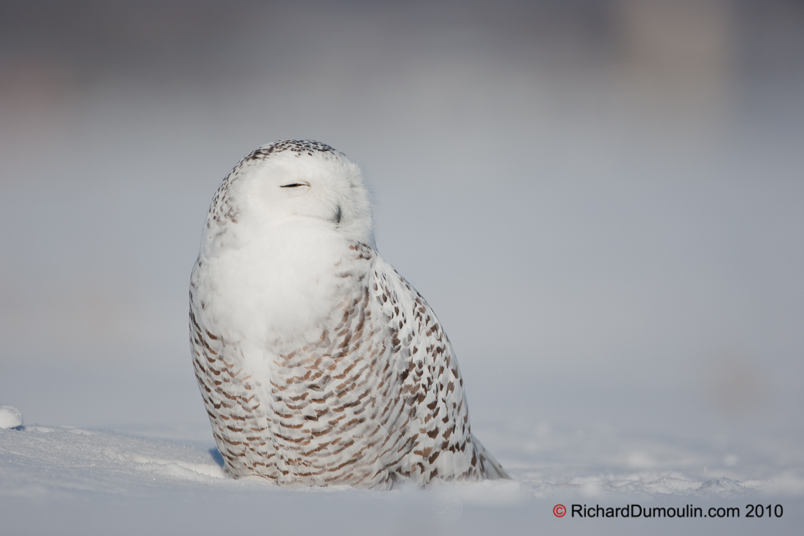 SNOWY OWL