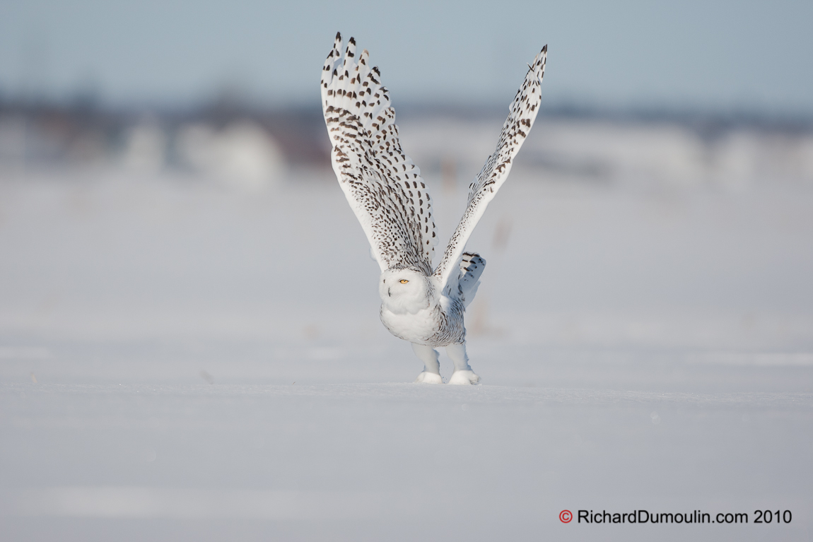 HARFANG DES NEIGES