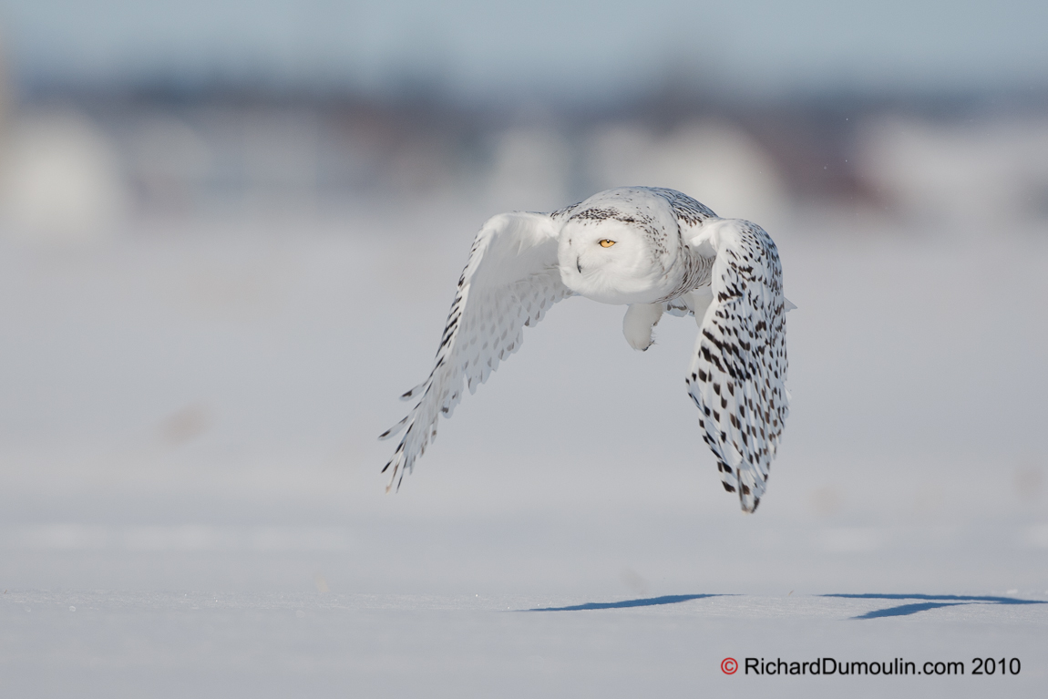 SNOWY OWL