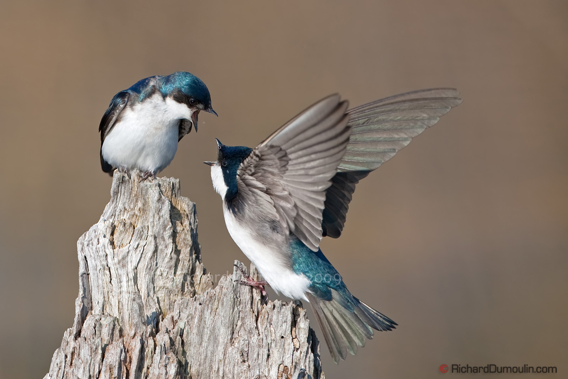 TREE SWALLOW 0553