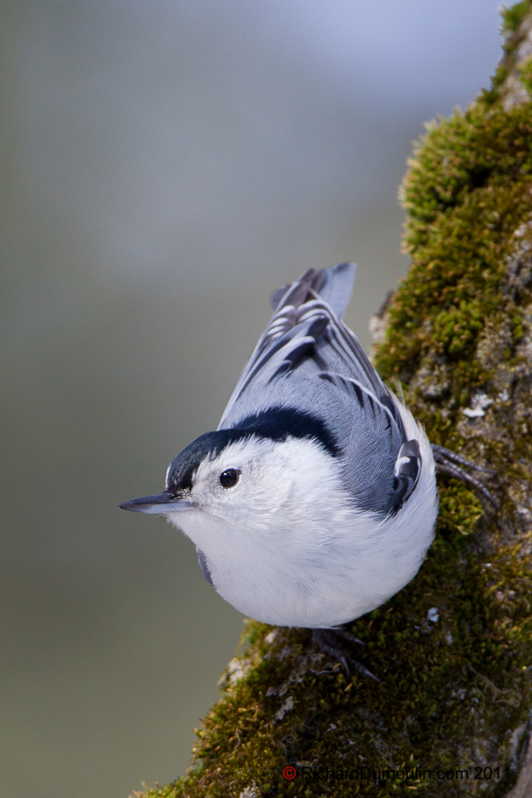 WHITE-BREASTED NUTHATCH