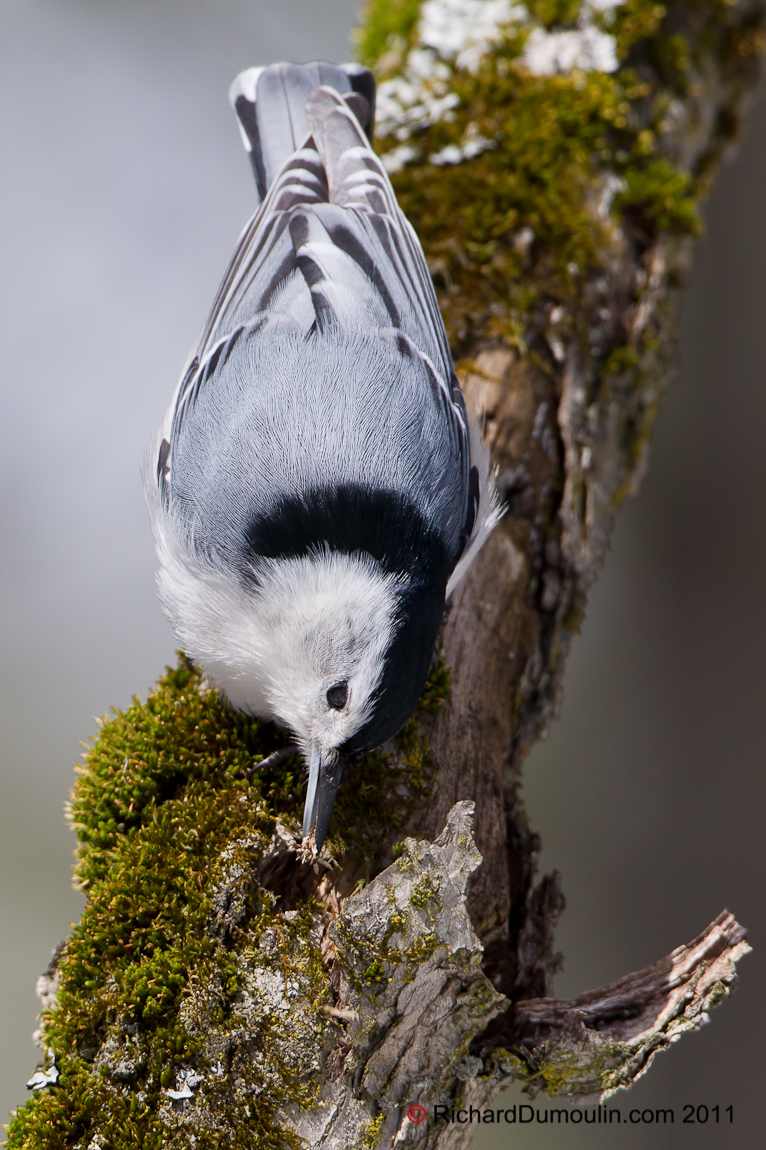 WHITE-BREASTED NUTHATCH