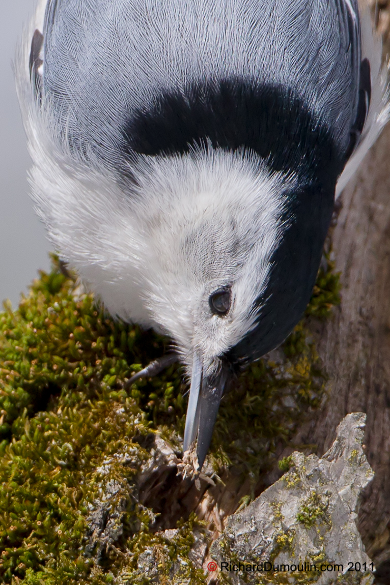 WHITE-BREASTED NUTHATCH