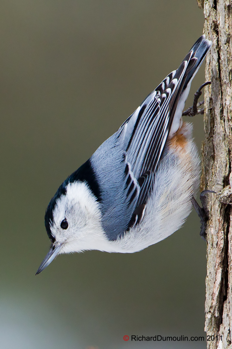 WHITE-BREASTED NUTHATCH