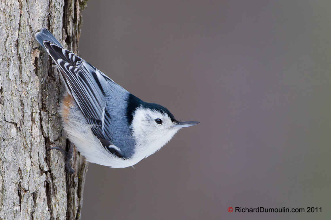 WHITE-BREASTED NUTHATCH