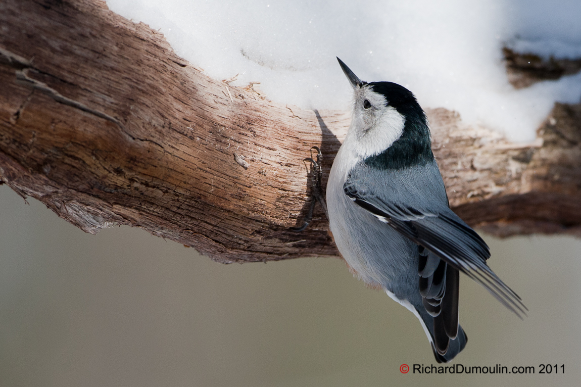 WHITE-BREASTED NUTHATCH